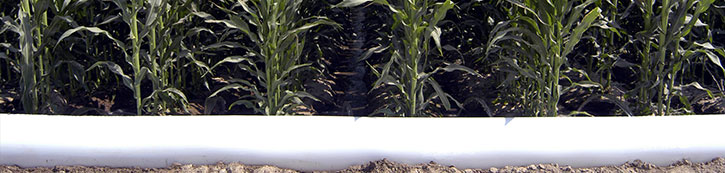 Polytube Irrigation