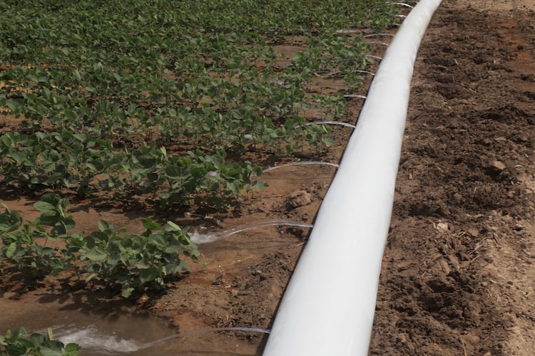 Polytube Watering Beans